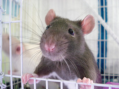 Картинки крыс, фото, открытки с крысами, встречаем год крысы!