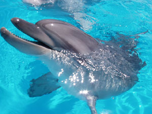 Интервью с дельфином. О дельфинах и дельфинариях