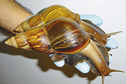 20050705212225_4-ulitki.jpg