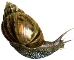 Achatina_fulica.jpg