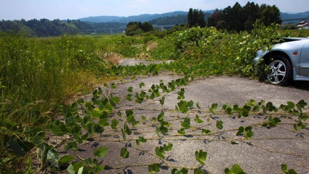Фукусима: зона отчуждения после 5 лет без людей