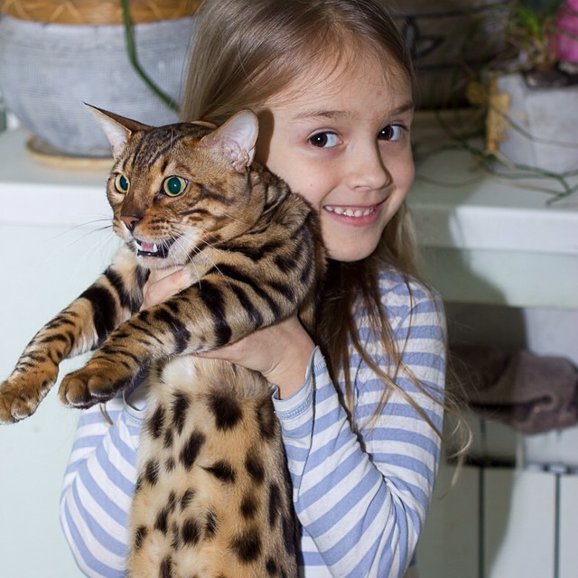 Кошка и маленький ребенок в доме: За и против